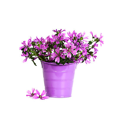 포토 JPG 해외이미지 식물 계절 꽃잎 꽃 분홍색 꽃다발 잎 꽃무늬 자연 사람없음 장식 초록색 여름 머리 금속 꽃병 보라색 봄 성장 벚꽃 신선 냄비 다발 배열 꽃집 제비꽃 양동이 라일락 내추럴 고립 섞기 해외202004 해외포토 컬러 무늬 재질 신체부위 상점 솥 생태계 파일형식 이미지허브