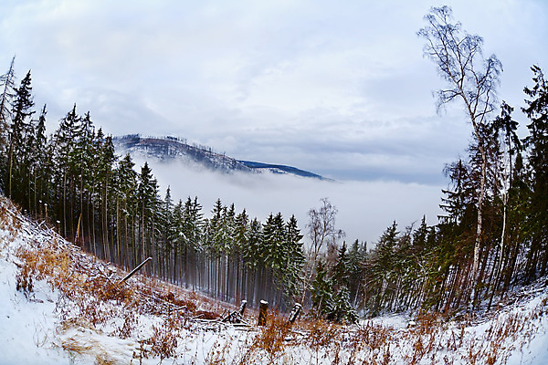 포토 JPG 해외이미지 나무 식물 구름 계절 여행 겨울 자연 하늘 산 독일 풍경 사람없음 야외 안개 흰색 시골 소나무 정상 숲 언덕 알프스 침엽수 추적 어안 눈내림 가문비나무 해외202004 해외포토 자연요소 유럽 컬러 모션 날씨 눈_날씨 생태계 파일형식 이미지허브