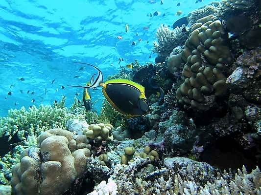 포토 JPG 해외이미지 식물 동물 야생동물 자연 표면 어류 사람없음 물 반사 수중 투명 스노클링 산호 잠수부 다이빙 암초 동물상 해외202004 해외포토 자연요소 조형물 수영 수중동물 수상스포츠 자포동물 전문직 생태계 수중스포츠 파일형식 이미지허브