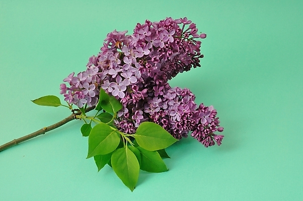 포토 JPG 해외이미지 나무 식물 계절 꽃 자연 사람없음 야외 파란색 보라색 봄 벚꽃 개화 향기 냄새 라일락 해외202004 해외포토 컬러 생태계 파일형식 이미지허브