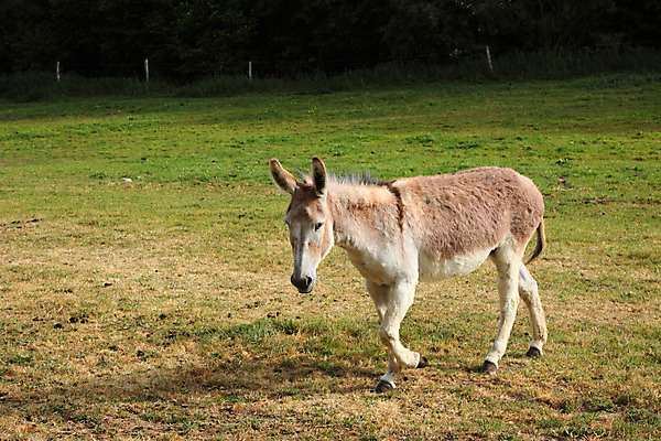 포토 JPG 해외이미지 응시 얼굴 밭 포유류 자연 사람없음 농장 머리 가축 시골 당나귀 밭일 해외202004 해외포토 동물 시선 농업 신체부위 말_동물 생태계 파일형식 이미지허브