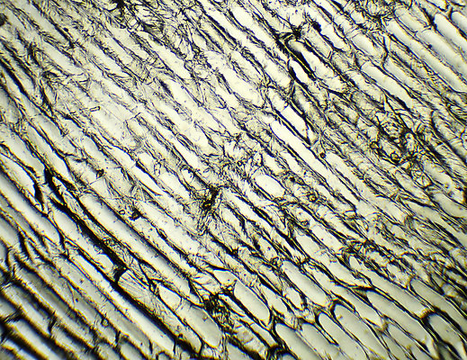 포토 JPG 해외이미지 식물 백그라운드 잎 자연 양파 추상 세포 현미경 사람없음 약 사진촬영 버섯 자르기 피부 유기농 질감 생물학 미생물 해외202004 해외포토 웰빙 교육 무늬 채소 의학 모션 생물 실험기구 신체부위 촬영 생태계 파일형식 이미지허브