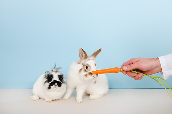 포토 JPG 해외이미지 손 두마리 실내 들기 사람없음 신체부위 당근 토끼 주기 파란배경 점박이 해외포토 백그라운드 2 포유류 모션 뿌리채소 사람 내부 파란색 반려동물 파일형식 이미지허브