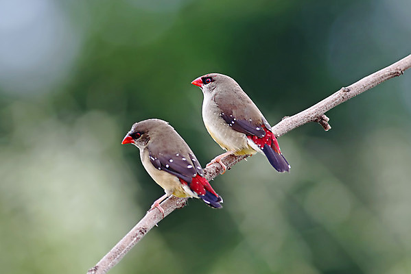 포토 JPG 해외이미지 나무 동물 여자 남자 아시아 얼굴 야생동물 백그라운드 날개 자연 조류 사람없음 야외 목재 가로 빨간색 초록색 컬러풀 머리 환경 나뭇가지 막대기 닫기 숲 깃털 꼬리 부리 서식지 생태학 이국적 해외202004 해외포토 식물 교육 나라 컬러 재료 모션 사람 신체부위 생태계 파일형식 이미지허브