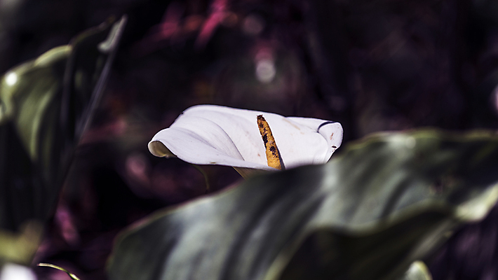 포토 JPG 해외이미지 식물 실루엣 꽃다발 잎 꽃무늬 자연 날씨 휴식 그림자 선물 사랑 사람없음 햇빛 노란색 새싹 정원 화목 힘 봄 활발 에너지 성장 흰색 시골 인사 달콤 향수 향기 냄새 꽃가루 부드러움 고립 돌봄 해외202004 해외포토 계절 꽃 감정 컬러 컨셉 무늬 모션 촬영기법 태양 화장품 예절 감각 맛 가루 생태계 파일형식 이미지허브