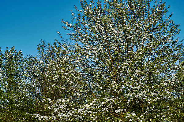포토 JPG 해외이미지 나무 식물 꽃잎 꽃 유럽 잎 자연 사람없음 초록색 봄 흰색 나뭇가지 폴란드 꽃수술 해외202004 해외포토 계절 나라 컬러 생태계 파일형식 이미지허브