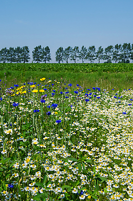 포토 JPG 해외이미지 나무 꽃 꽃무늬 밭 자연 옥수수 풍경 사람없음 야외 파란색 컬러풀 노란색 보라색 개화 네덜란드 섞기 수레국화 수평선 해외202004 해외포토 식물 유럽 컬러 무늬 농업 곡류 생태계 파일형식 이미지허브