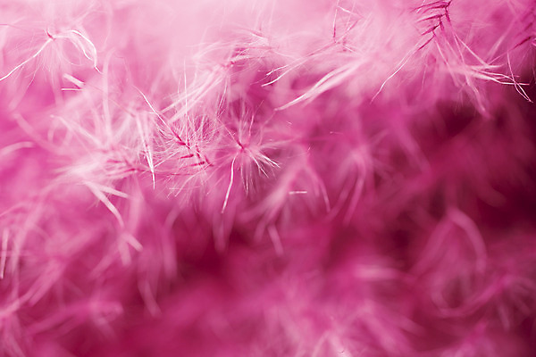 포토 JPG 해외이미지 사람없음 빛 보라색 민들레 부드러움 솜털 해외202004 해외포토 꽃 컬러 감각 파일형식 이미지허브