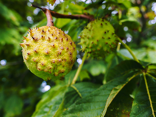포토 JPG 해외이미지 나무 식물 커플 계절 음식 백그라운드 잎 2 재료 건강 사람없음 목재 초록색 여름 견과류 가을 나뭇가지 신선 쌍 달콤 9월 피부 숙성 해외202004 해외포토 컬러 관계 신체부위 날짜 맛 파일형식 이미지허브