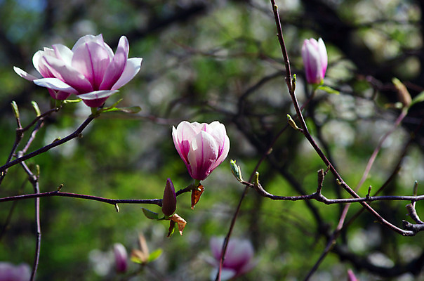 포토 JPG 해외이미지 나무 식물 계절 공원 꽃잎 꽃 길 선 분홍색 백그라운드 자연 하늘 부활절 사람없음 야외 파란색 머리 정원 보라색 봄 벚꽃 흰색 나뭇가지 신선 개화 백합 4월 순수 오브젝트 원예 꽃가루 목련 내추럴 취급주의 해외202004 해외포토 공공시설 기념일 컬러 컨셉 경고 취미 신체부위 날짜 가루 생태계 파일형식 이미지허브