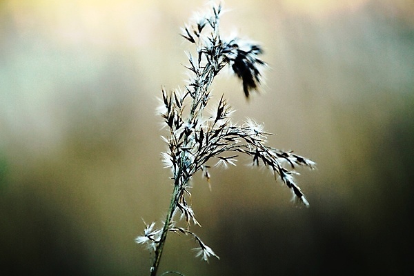 포토 JPG 해외이미지 노르웨이 빨대 사람없음 여름 갈색 밀짚 해외202004 해외포토 계절 유럽 컬러 짚 파일형식 이미지허브