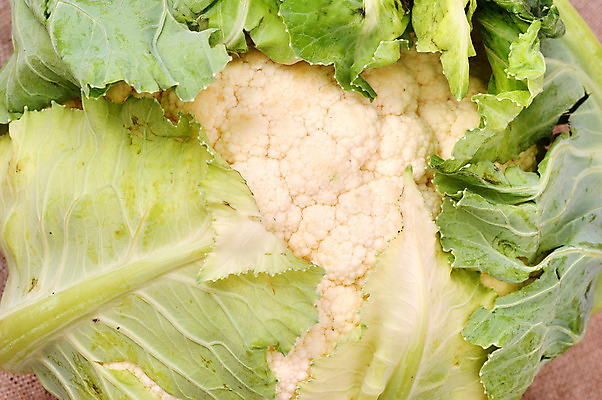 포토 JPG 해외이미지 식물 동물 아이콘 꽃 음식 백그라운드 잎 다이어트 채소 공장 자연 주택 건강 요리 사람없음 초록색 머리 보라색 식사 침묵 성장 흰색 신선 변화 다발 먹기 은박지 묘사 유기농 성분 고립 해외202004 해외포토 웰빙 컬러 컨셉 공업 모션 건물 신체부위 소리 생태계 파일형식 이미지허브