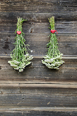 포토 JPG 해외이미지 식물 계절 꽃 벽 컨셉 2 사람없음 목재 치료 빨간색 초록색 회색 들꽃 수확 흰색 하트 시골 허브 심볼 사인 옛날 해외202004 해외포토 모양 나무 컬러 농업 재료 의학 파일형식 이미지허브