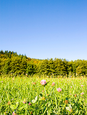 포토 JPG 해외이미지 나무 식물 1 계절 잎 밭 농업 자연 하늘 풍경 잔디 사람없음 야외 목재 초록색 여름 파란색 햇빛 태양 평화 우주 환경 맑음 봄 성장 시골 땅 언덕 장면 내추럴 생태학 옛날 혼자 수평선 해외202004 해외포토 자연요소 교육 산업 컬러 컨셉 재료 날씨 생태계 파일형식 이미지허브