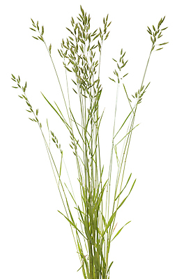 포토 JPG 해외이미지 식물 자연 사람없음 초록색 개화 흰배경 해외202004 해외포토 꽃 컬러 백그라운드 흰색 생태계 파일형식 이미지허브