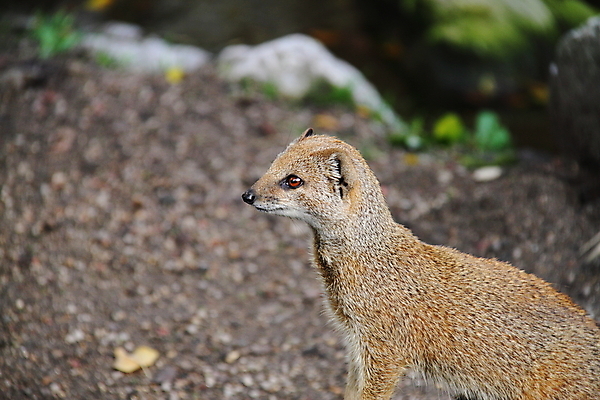 포토 JPG 해외이미지 동물 얼굴 야생동물 포유류 자연 털 사람없음 작음 귀 육식동물 해외202004 해외포토 신체부위 크기 생태계 파일형식 이미지허브