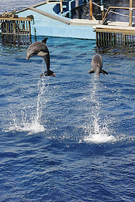 포토 JPG 해외이미지 동물 야생동물 파도 바다 자연 하늘 사람없음 물 파란색 달리기 점프 돌고래 발렌시아 지능 해외202004 해외포토 자연요소 컬러 포유류 모션 수중동물 생태계 파일형식 이미지허브
