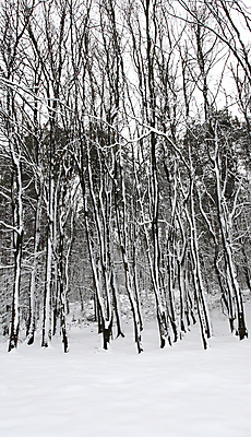 포토 JPG 해외이미지 나무 계절 백그라운드 겨울 자연 풍경 사람없음 냉동 추위 흰색 신선 숲 질감 내추럴 눈내림 해외202004 해외포토 식물 컬러 눈_날씨 생태계 파일형식 이미지허브