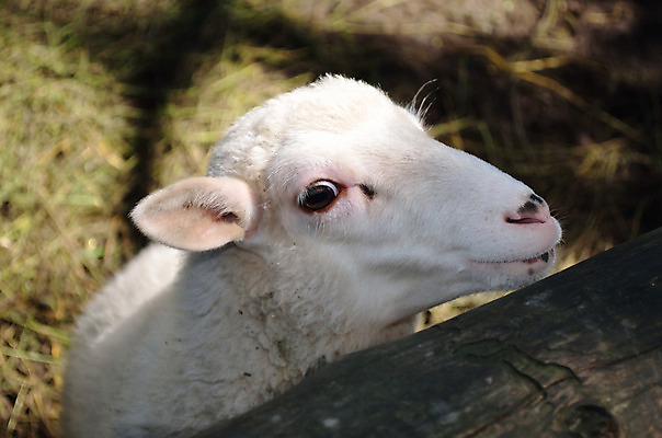 포토 JPG 해외이미지 동물 척추동물 1 농업 자연 사람없음 가축 흰색 시골 양 호기심 양고기 해외202004 해외포토 감정 산업 컬러 컨셉 포유류 육류 생태계 파일형식 이미지허브