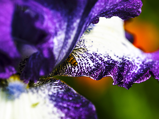 포토 JPG 해외이미지 식물 계절 꽃 꽃다발 잎 자연 날씨 휴식 사람없음 초록색 정원 보라색 화목 힘 봄 에너지 성장 시골 제비꽃 원예 정맥 해외202004 해외포토 컬러 컨셉 취미 생태계 혈관 파일형식 이미지허브