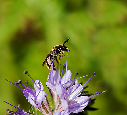포토 JPG 해외이미지 계절 꽃 야생동물 곤충 자연 잉글랜드 사람없음 여름 햇빛 정원 벌 꽃가루 서식스 해외202004 해외포토 식물 동물 영국 태양 가루 생태계 파일형식 이미지허브
