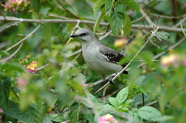 포토 JPG 해외이미지 나무 동물 야생동물 자연 조류 사람없음 회색 나뭇가지 관목 동물상 해외202004 해외포토 식물 컬러 조형물 생태계 파일형식 이미지허브