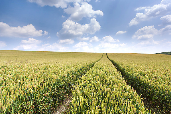 포토 JPG 해외이미지 식물 구름 백그라운드 밭 농업 자연 하늘 날씨 풍경 사람없음 야외 여름 파란색 햇빛 농장 노란색 환경 수확 성장 농촌 땅 밀 보리 호밀 수평선 세련 해외202004 해외포토 자연요소 계절 산업 컬러 곡류 태양 시골 생태계 파일형식 이미지허브