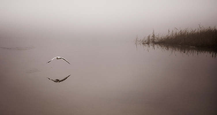 포토 JPG 해외이미지 동물 응시 야생동물 캐나다 날개 자연 갈매기 조류 아침 사람없음 야외 물 평화 수영 침묵 회색 젖음 촉촉함 추위 안개 가을 신선 황무지 우아함 먹이 가재 11월 먹기 깃털 속도 검색 사냥 내추럴 해외202004 해외포토 주간 자연요소 시선 계절 컬러 컨셉 북아메리카 모션 날씨 갑각류 소리 수상스포츠 날짜 생태계 파일형식 이미지허브