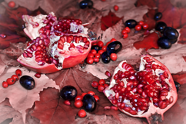 포토 JPG 해외이미지 동물 열매 음식 백그라운드 단풍 잎 과일 포도 건강 사람없음 빨간색 빛 노란색 정원 검은색 주스 수확 가을 흰색 신선 원형 석류 비네팅 내추럴 숙성 채식주의자 해외202004 해외포토 도형 식물 계절 음료 컬러 농업 촬영기법 채식 파일형식 이미지허브