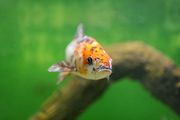 포토 JPG 해외이미지 동물 디자인 야생동물 바다 백그라운드 자연 주택 어류 사람없음 장식 빨간색 초록색 물 파란색 노란색 환경 보라색 수중 방 흰색 그룹 산호 다이빙 탱크 암초 수족관 몰디브 깊이 민물 소금물 아네모네 짠맛 해외202004 해외포토 자연요소 꽃 아시아 컬러 건물 수영 수중동물 자포동물 맛 생태계 수중스포츠 파일형식 이미지허브