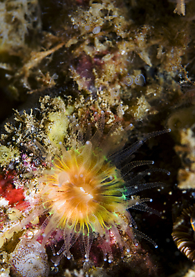 포토 JPG 해외이미지 바다 섬 오렌지 생물 사람없음 컵 물 컬러풀 갈색 바닷속 수중 산호 작음 다이빙 캘리포니아 촉수 채널 특별함 해외202004 해외포토 자연요소 식기 컬러 컨셉 과일 수영 미국 자포동물 크기 수중스포츠 파일형식 이미지허브