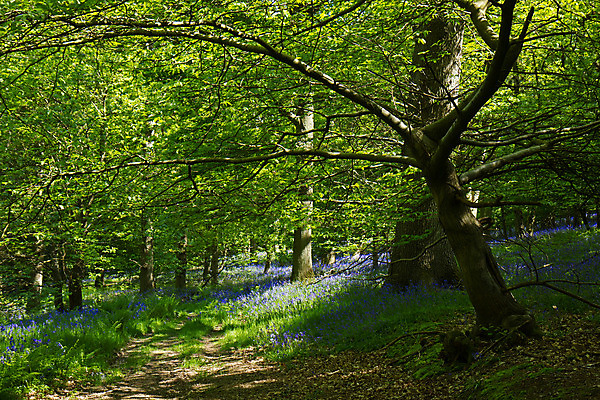 포토 JPG 해외이미지 식물 계절 꽃 자연 잉글랜드 사람없음 파란색 봄 블루벨 삼림지대 해외202004 해외포토 컬러 영국 숲 생태계 파일형식 이미지허브
