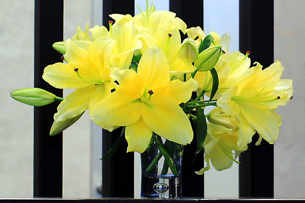 포토 JPG 해외이미지 식물 꽃 꽃다발 백그라운드 잎 꽃무늬 밭 농업 자연 새로움 사람없음 장식 초록색 여름 컬러풀 정원 성장 벚꽃 나뭇가지 신선 화려 개화 백합 허브 해외202004 해외포토 나무 계절 산업 컬러 컨셉 무늬 생태계 파일형식 이미지허브