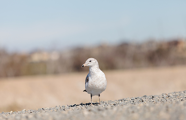 포토 JPG 해외이미지 동물 모래 바다 갈매기 조류 근육 항해 사람없음 떨어짐 먹기 버리기 사냥 캘리포니아 해외202004 해외포토 컨셉 배_교통 모션 미국 파일형식 이미지허브
