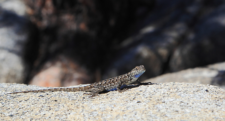 포토 JPG 해외이미지 동물 척추동물 응시 야생동물 파충류 자연 생물 저울 종류 사람없음 야외 가로 햇빛 태양 맑음 미국 침묵 가시 피부 도마뱀 캘리포니아 요세미티국립공원 해외202004 해외포토 자연요소 시선 북아메리카 날씨 국립공원 신체부위 소리 생태계 파일형식 이미지허브