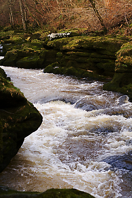 포토 JPG 해외이미지 모션 이끼 사람없음 목재 초록색 물 강 속도 암초 삼림지대 해외202004 해외포토 자연요소 나무 컬러 재료 숲 파일형식 이미지허브