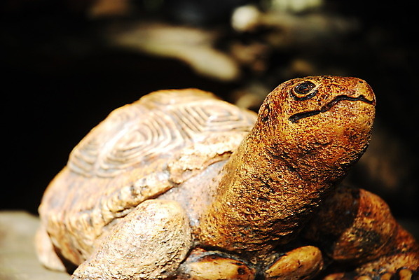 포토 JPG 해외이미지 모델 조각 휴식 사람없음 장식 정원 거북이 해외202004 해외포토 컨셉 파충류 파일형식 이미지허브