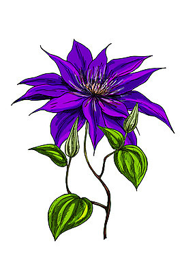 포토 JPG 해외이미지 식물 1 디자인 꽃잎 꽃 줄기 백그라운드 꽃무늬 일러스트 자연 미술 사람없음 장식 초록색 정원 보라색 페인트 봄 수확 벚꽃 흰색 축하 신용카드 생일 인쇄 싱글 그림 초대 고립 세련 해외202004 해외포토 계절 기념일 컬러 컨셉 무늬 농업 문화예술 금융 생태계 파일형식 이미지허브