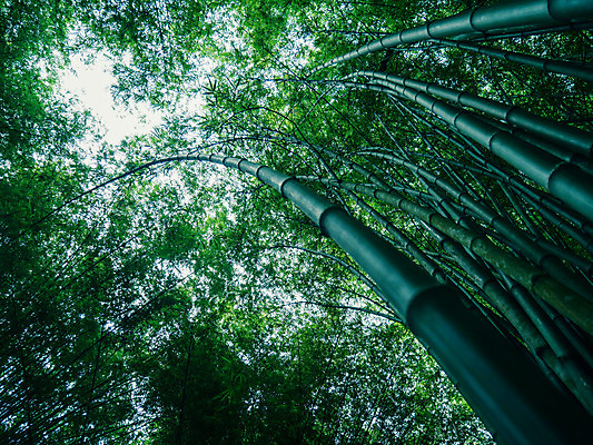 포토 JPG 해외이미지 나무 식물 공원 아시아 문화 선 여행 백그라운드 잎 자연 동양인 풍경 사람없음 야외 목재 초록색 환경 정원 성장 나뭇가지 신선 숲 대나무 내추럴 생태학 해외202004 해외포토 공공시설 교육 나라 컬러 재료 인종 생태계 파일형식 이미지허브