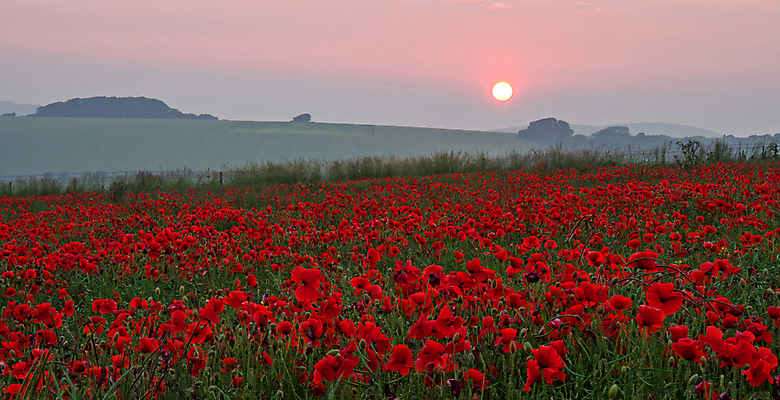 포토 JPG 해외이미지 사람없음 세계 태양 일몰 군인 죽음 전쟁 양귀비 추모 존경 해외202004 해외포토 자연요소 직업 꽃 노을 국군 파일형식 이미지허브