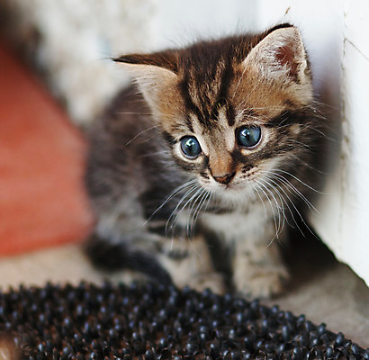 포토 JPG 해외이미지 동물 새끼 포유류 놀이 털 사람없음 반려동물 갈색 머리 귀여움 고양이 줄무늬 회색 아기 잠 그룹 달콤 작음 얼룩무늬 솜털 거짓말 기르기 해외202004 해외포토 컬러 컨셉 무늬 사람 신체부위 맛 크기 돌봄 파일형식 이미지허브