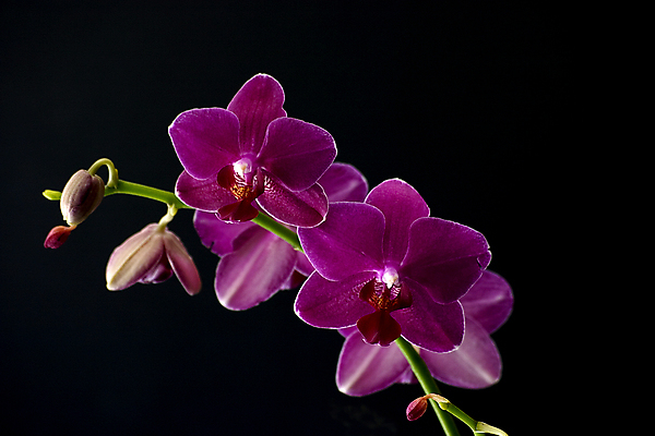 포토 JPG 해외이미지 식물 계절 꽃잎 꽃 분홍색 꽃다발 자연 종류 동양인 사람없음 새싹 정원 꽃병 보라색 검은색 중국 봄 벚꽃 흰색 나뭇가지 난초 혼합 자주색 꽃집 강렬 고립 심기 온실 해외202004 해외포토 나무 아시아 컬러 모션 인종 상점 생태계 파일형식 이미지허브