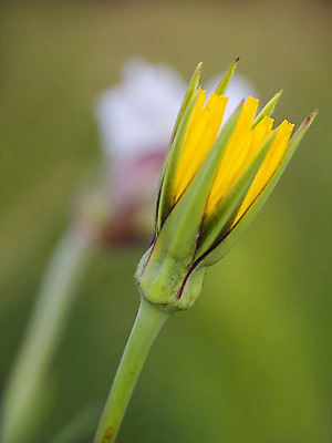 포토 JPG 해외이미지 식물 꽃잎 꽃 자연 씨앗 사람없음 초록색 노란색 해외202004 해외포토 컬러 생태계 파일형식 이미지허브