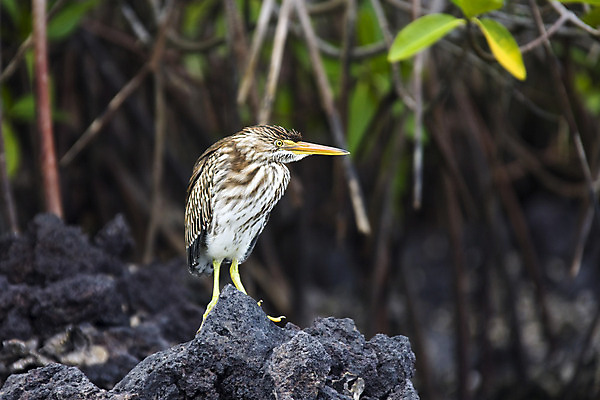 포토 JPG 해외이미지 야생동물 여행 자연 조류 사람없음 왜가리 에콰도르 갈라파고스 동물상 해외202004 해외포토 동물 조형물 남아메리카 생태계 파일형식 이미지허브