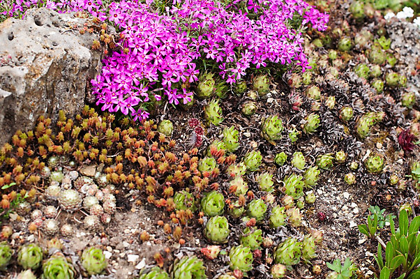 포토 JPG 해외이미지 식물 디자인 공원 꽃 꽃무늬 자연 풍경 사람없음 야외 장식 초록색 여름 정원 봄 폭포 성장 벚꽃 조약돌 신선 4월 5월 진달래 조경 구성 뒤뜰 제라늄 세련 해외202004 해외포토 계절 공공시설 컬러 무늬 돌_바위 날짜 생태계 파일형식 이미지허브
