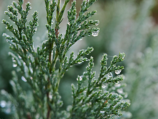 포토 JPG 해외이미지 나무 식물 계절 백그라운드 잎 크리스마스 겨울 패턴 자연 추상 휴가 사람없음 야외 목재 장식 초록색 물 냉동 얼음 추위 가을 나뭇가지 시골 소나무 숲 시원함 12월 크리스탈 심볼 묘사 질감 서리 온도 내추럴 해외202004 해외포토 자연요소 기념일 컬러 무늬 재료 날짜 광석 생태계 파일형식 이미지허브