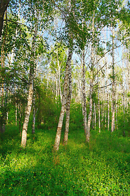 포토 JPG 해외이미지 나무 식물 계절 야생동물 줄기 잎 자연 기술 그림자 풍경 사람없음 야외 초록색 여름 파란색 빛 햇빛 환경 화목 침묵 흰색 나뭇가지 숲 순수 러시아 장면 나무껍질 내추럴 해외202004 해외포토 동물 유럽 컬러 컨셉 태양 소리 껍질 생태계 파일형식 이미지허브