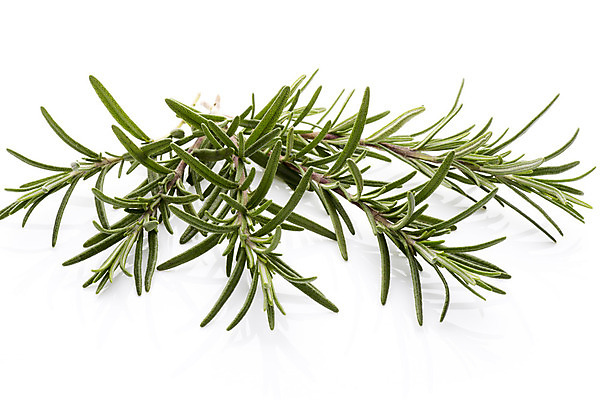 포토 JPG 해외이미지 식물 음식 백그라운드 잎 농업 채소 재료 건강 사람없음 가로 초록색 흰색 나뭇가지 신선 양념 맛 먹기 허브 향신료 오브젝트 유기농 날것 로즈메리 고립 채식주의자 해외202004 해외포토 나무 웰빙 산업 컬러 컨셉 모션 채식 향미료 파일형식 이미지허브