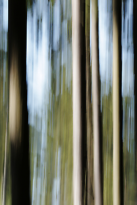 포토 JPG 해외이미지 나무 패턴 모션 자연 추상 사람없음 목재 초록색 컬러풀 봄 소프트포커스 숲 해외202004 해외포토 식물 계절 컬러 무늬 재료 촬영기법 생태계 파일형식 이미지허브