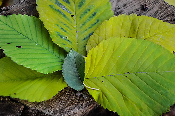 포토 JPG 해외이미지 나무 식물 디자인 계절 공원 백그라운드 단풍 잎 패턴 오렌지 자연 벽지 추상 프레임 건조 사람없음 야외 장식 가로 빨간색 초록색 컬러풀 갈색 노란색 정원 보라색 활발 가을 그룹 황금 숲 9월 11월 땅 다발 질감 10월 내추럴 땅바닥 해외202004 해외포토 공공시설 컬러 컨셉 무늬 과일 바닥 날짜 생태계 파일형식 이미지허브